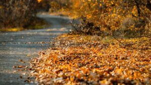pile of fallen leaves on driveway